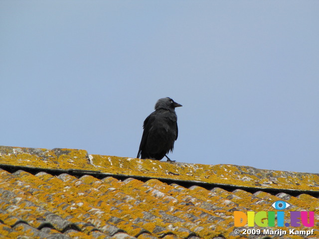 SX06896 Jackdaw (Corvus monedula) on farm shed roof